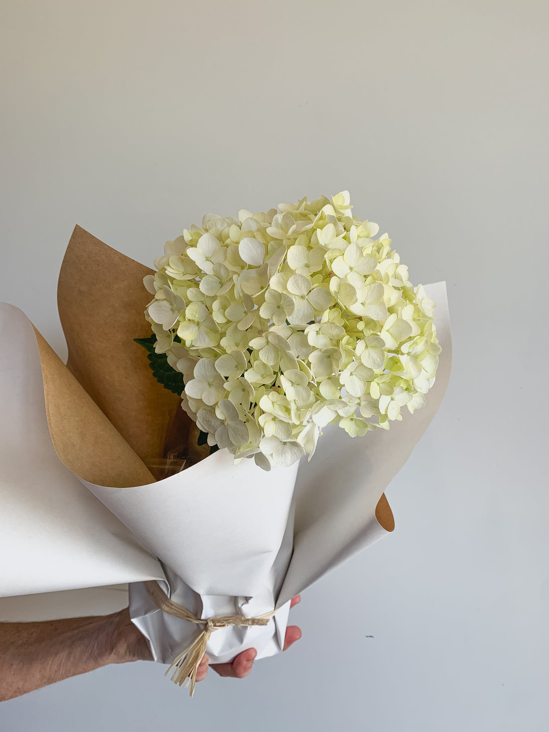 Hydrangea plant