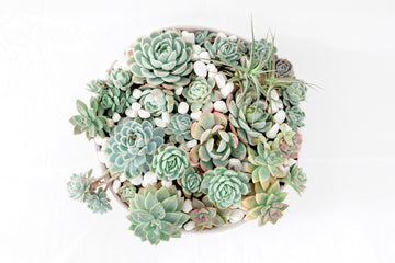 Succulent Bowl Large