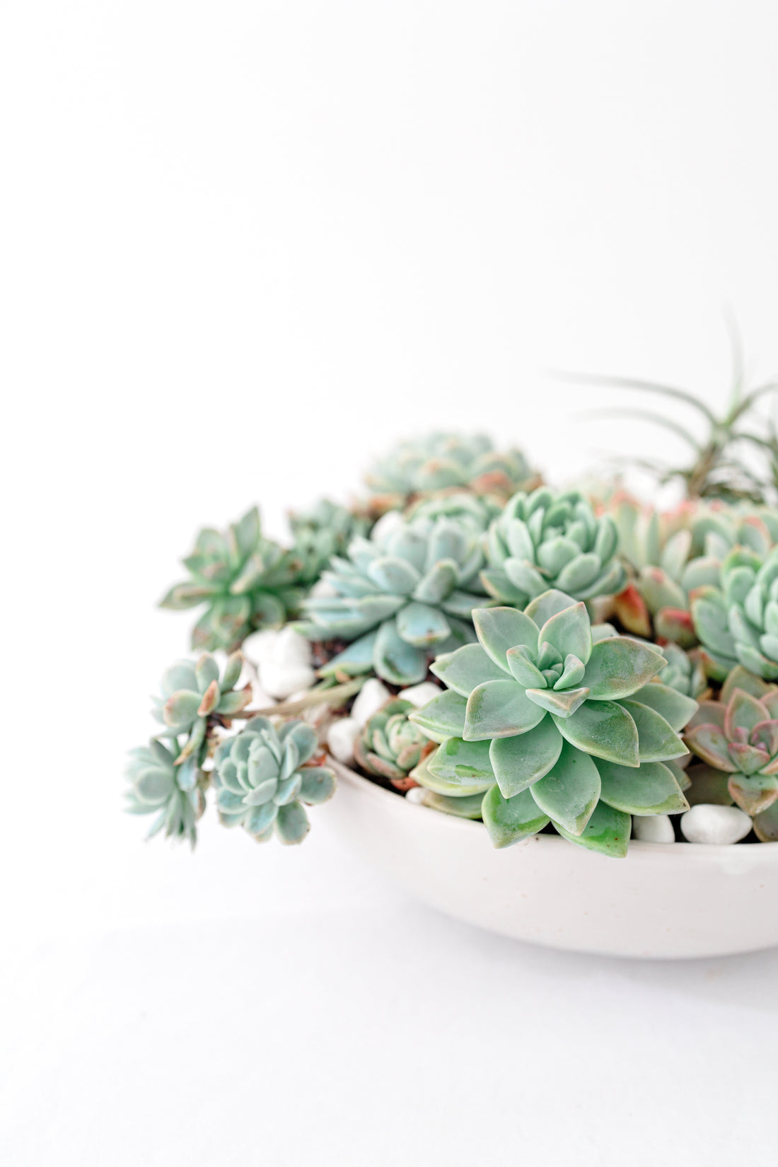 Succulent Bowl Large