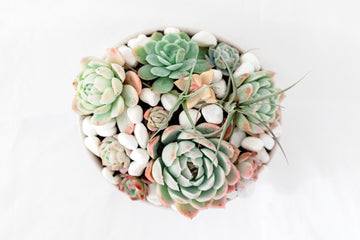 Succulent Bowl Small