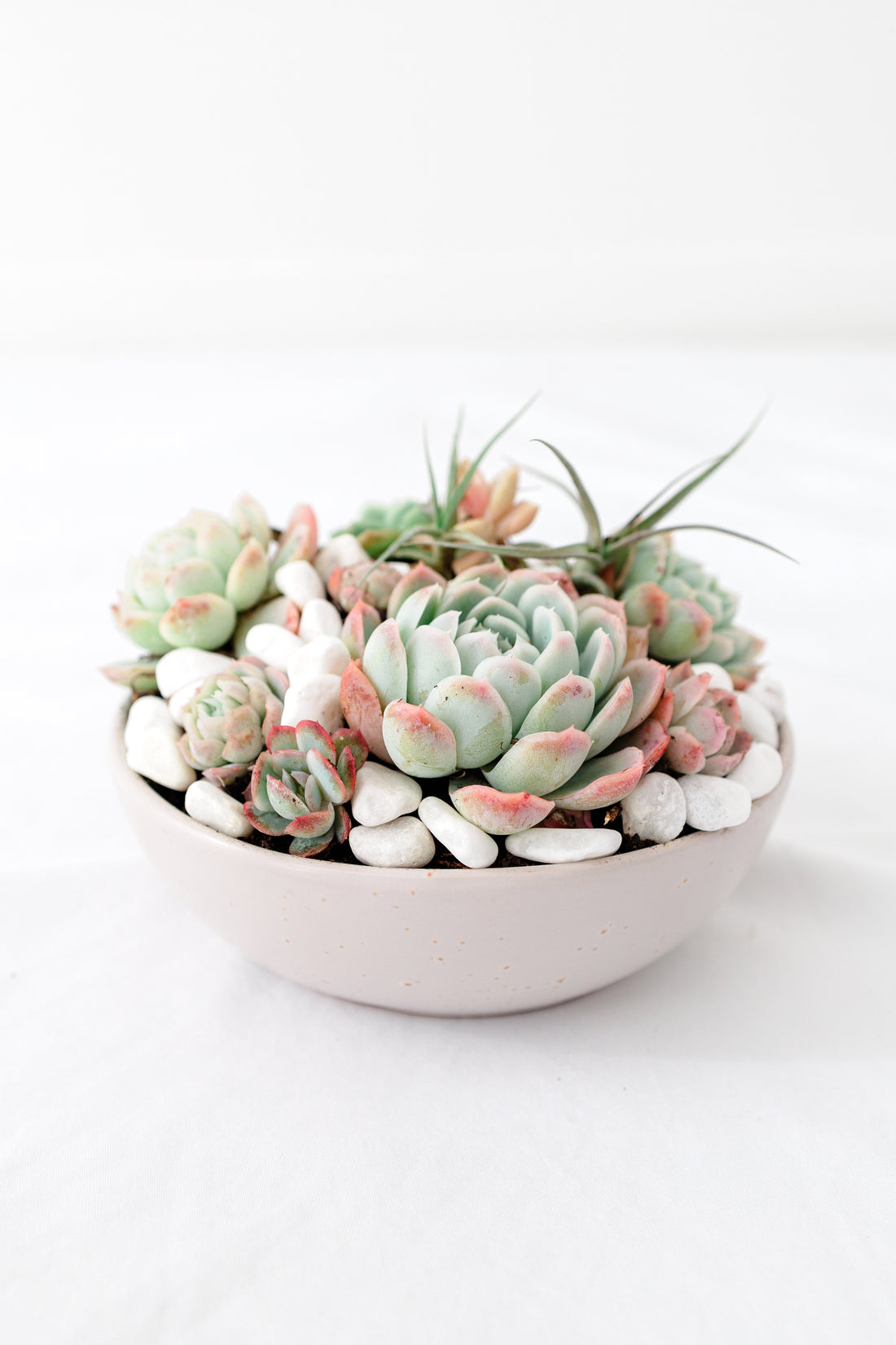 Succulent Bowl Small